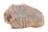 Bargain Enrolled Trilobite (Ditomopyge) Fossil - Oklahoma #275324-1